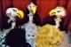 Thumbs/tn_geier.jpg
