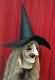 Thumbs/tn_hexenlarve_057.jpg