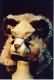 fotos/Thumbs/tn_teddy_baer.jpg